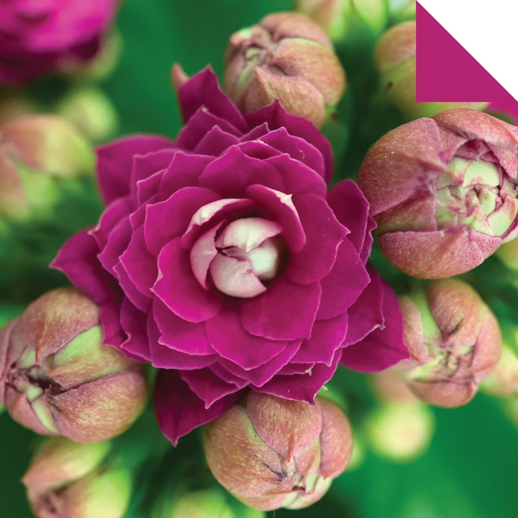 Origami Paper 500 sheets Succulents 6 (15 cm)
