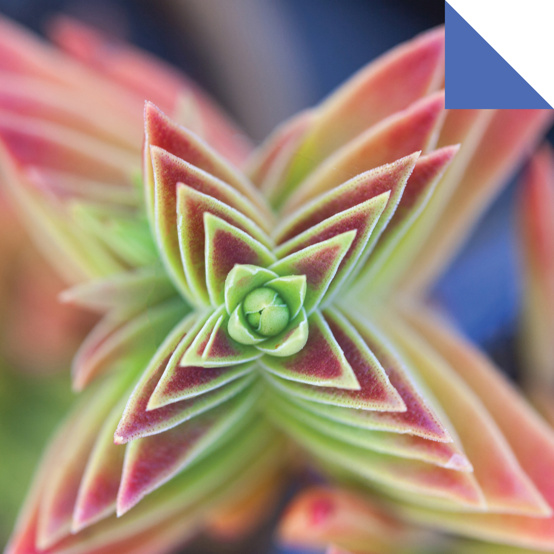 Origami Paper 500 sheets Succulents 6 (15 cm)