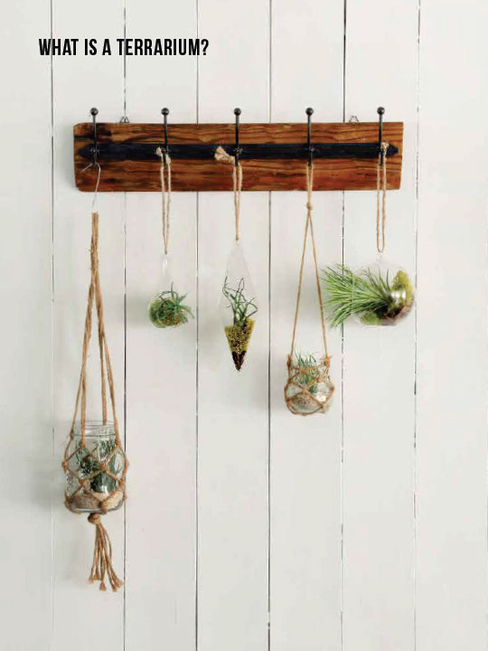 Miniature Terrariums
