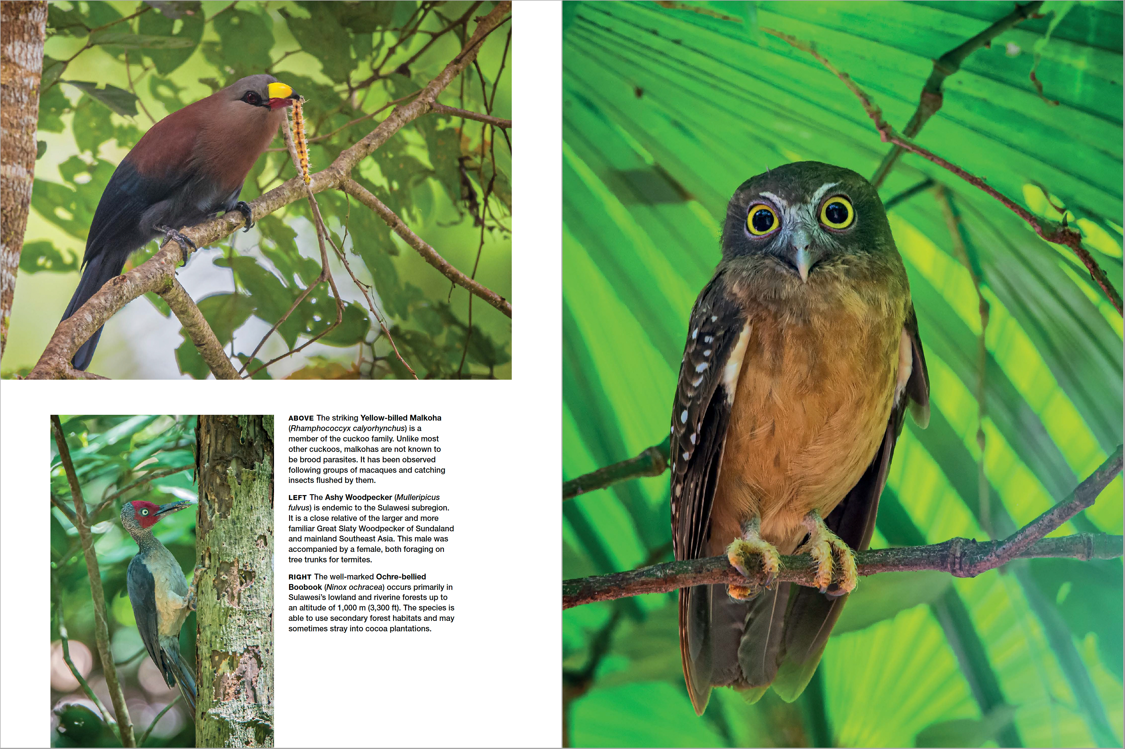 Asia's Greatest Wildlife Sanctuaries