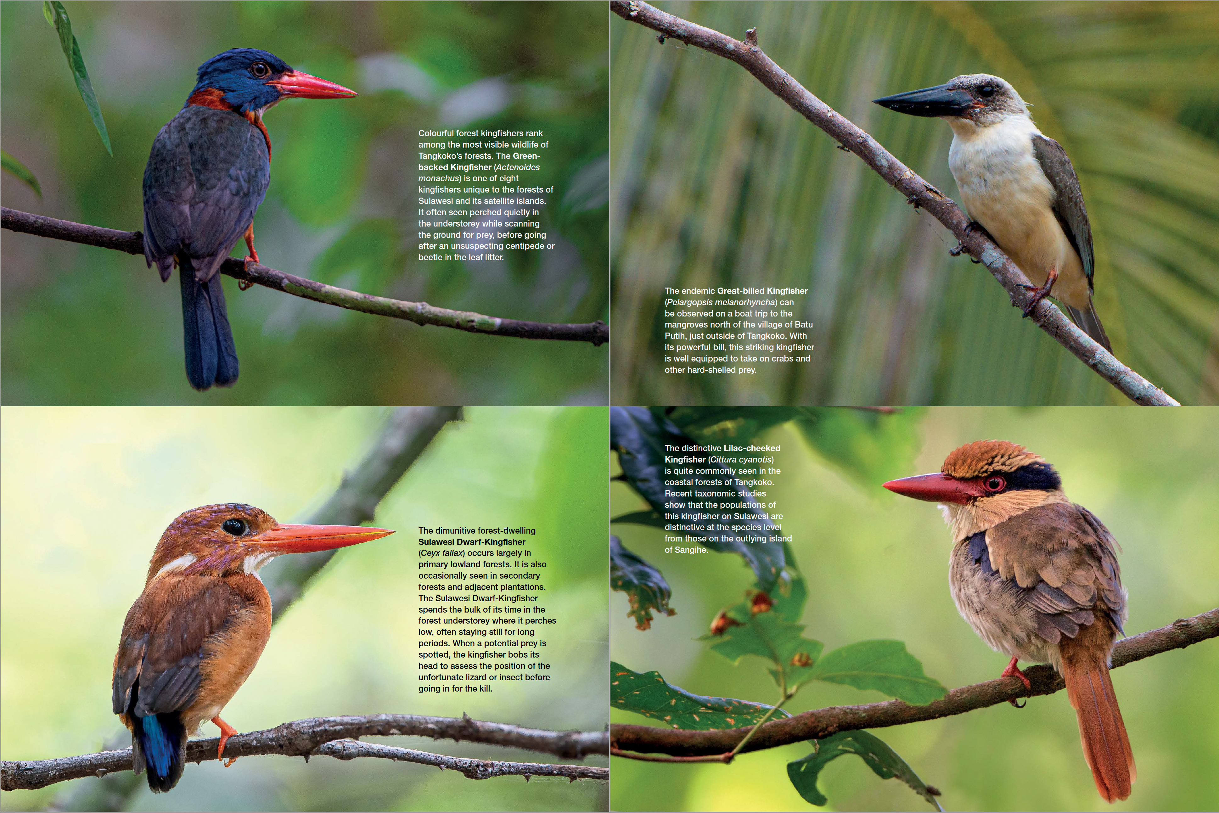 Asia's Greatest Wildlife Sanctuaries