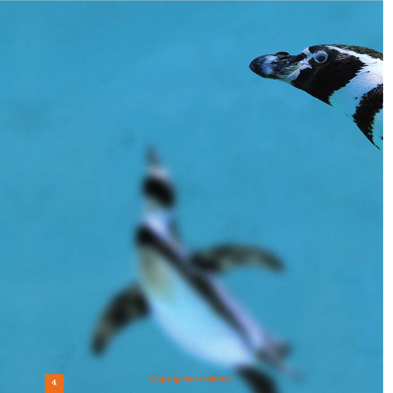 Seedlings: Penguins