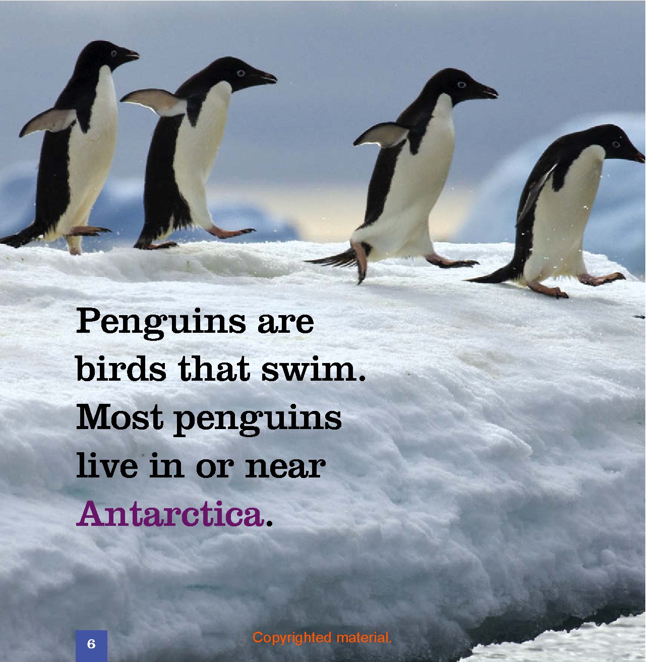 Seedlings: Penguins