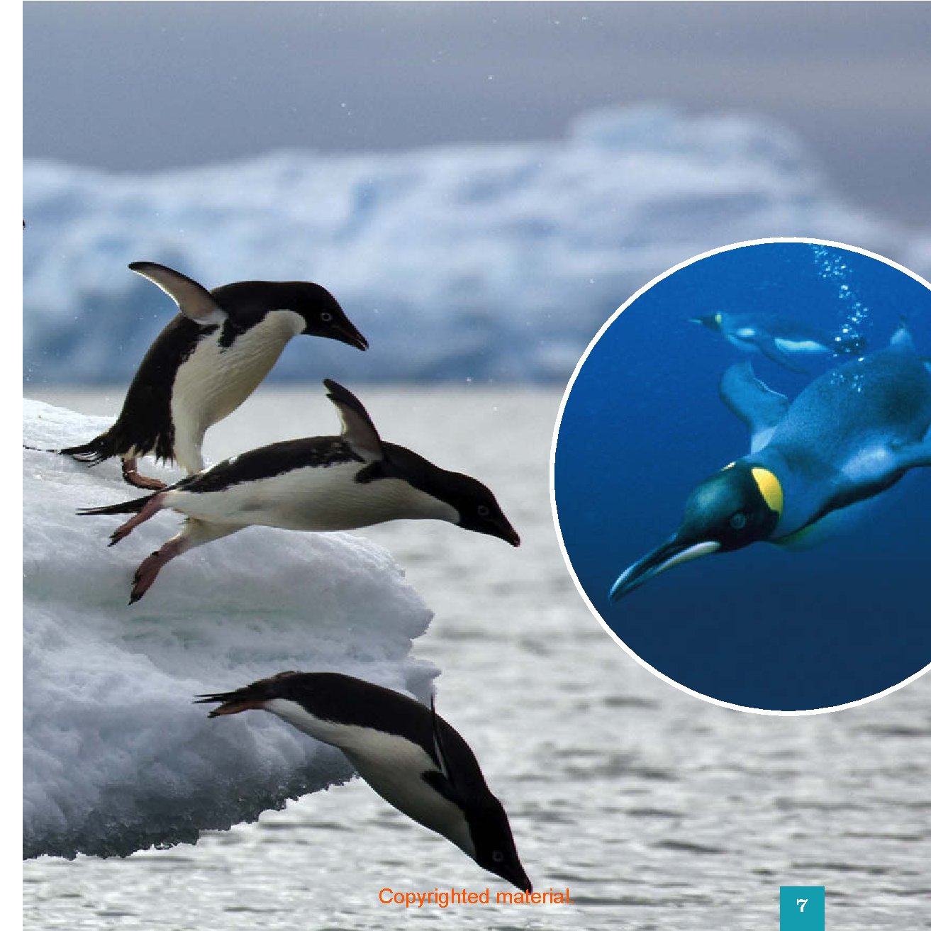 Seedlings: Penguins