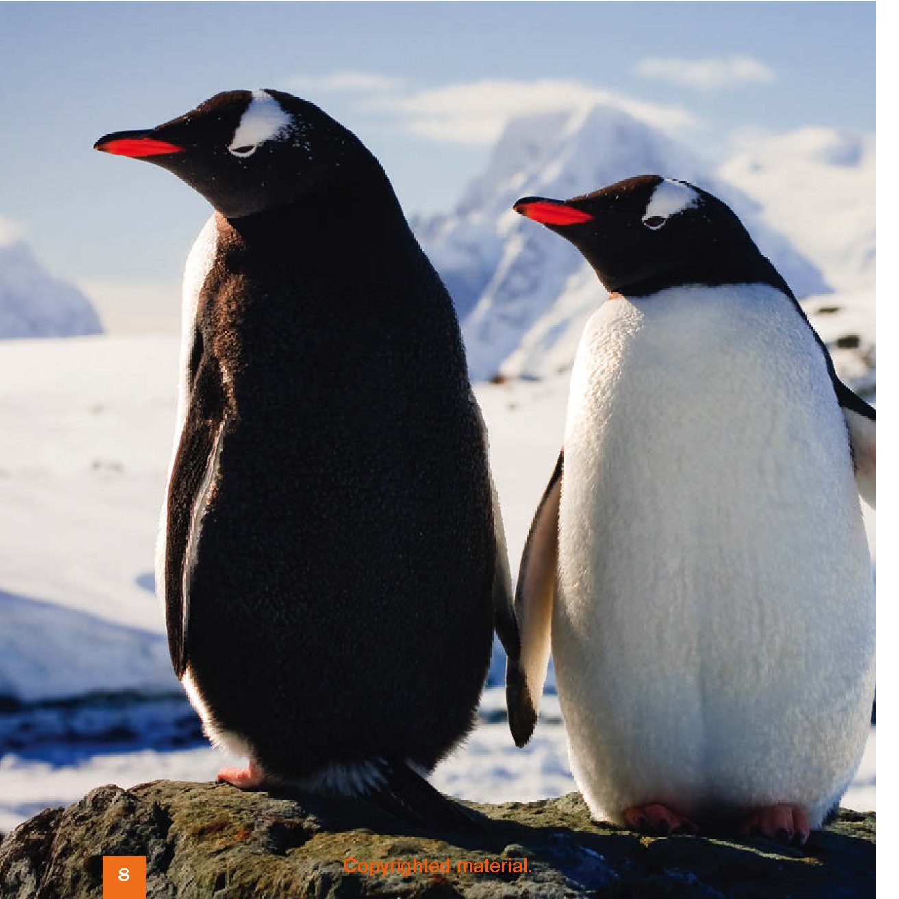 Seedlings: Penguins