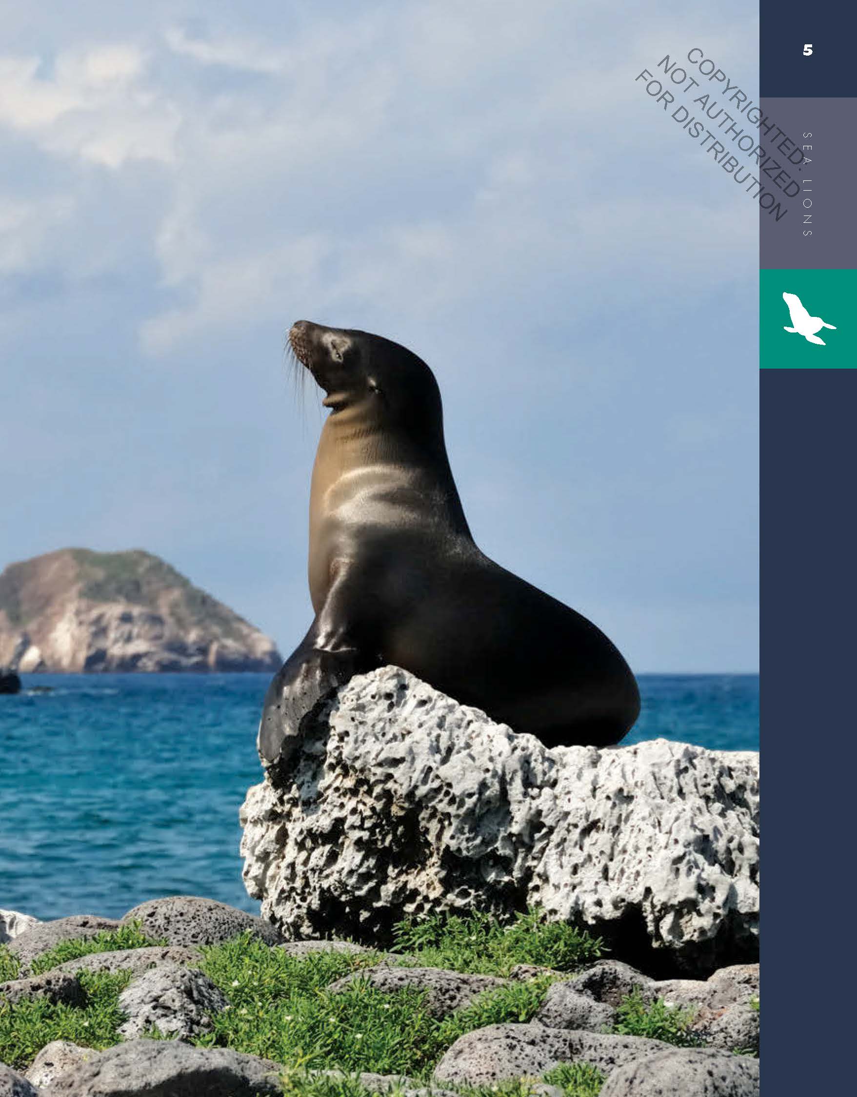 Amazing Animals: Sea Lions