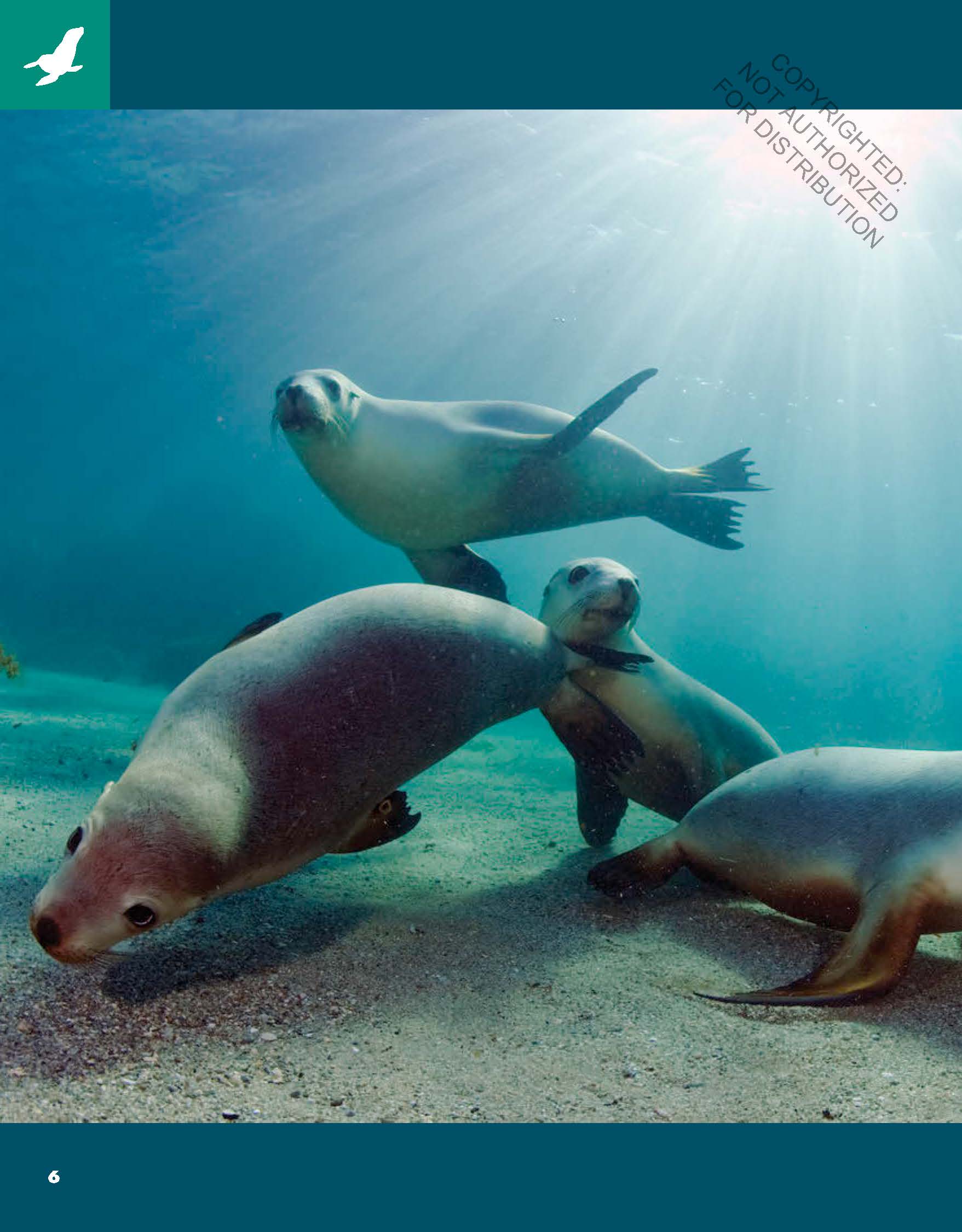 Amazing Animals: Sea Lions