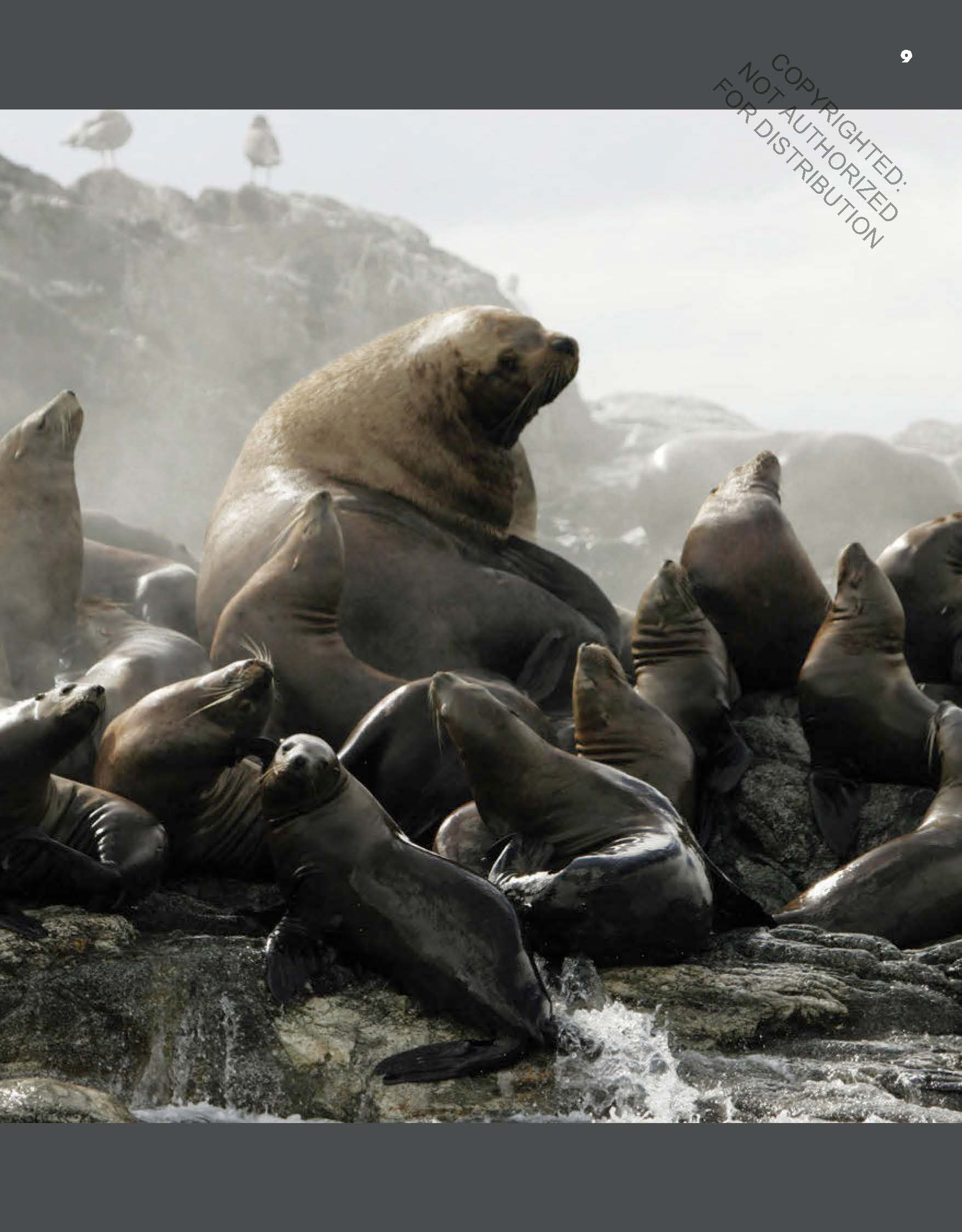 Amazing Animals: Sea Lions