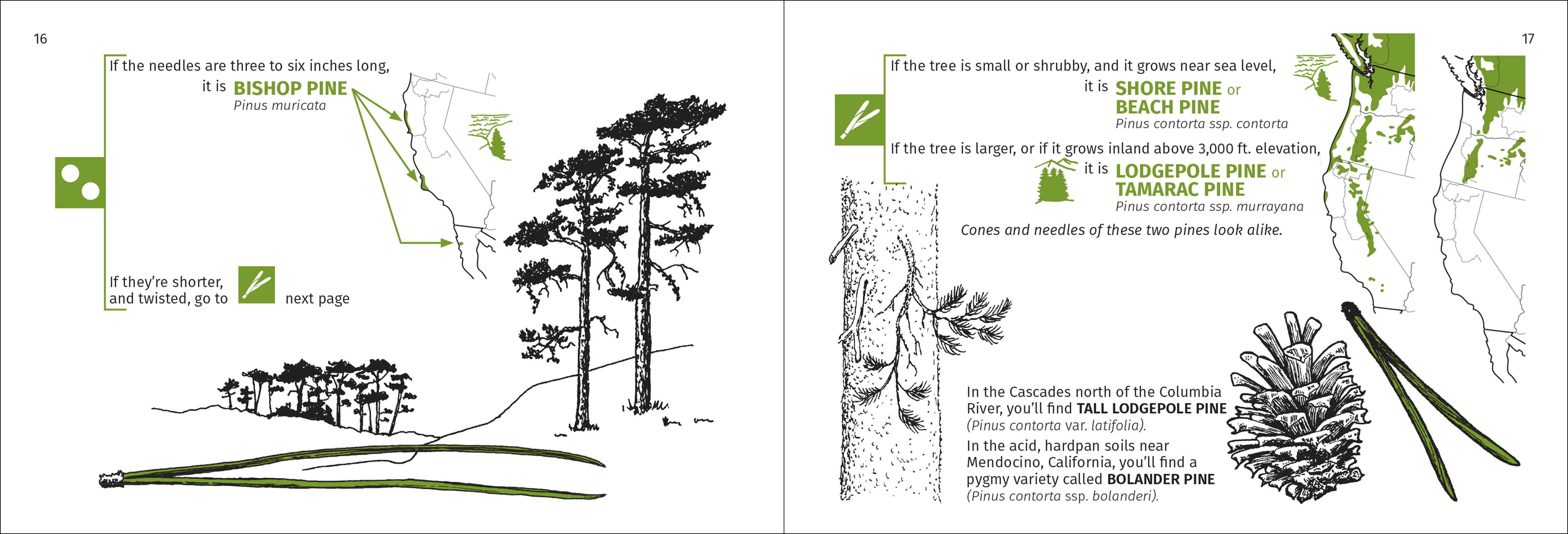 Pacific Coast Tree Finder