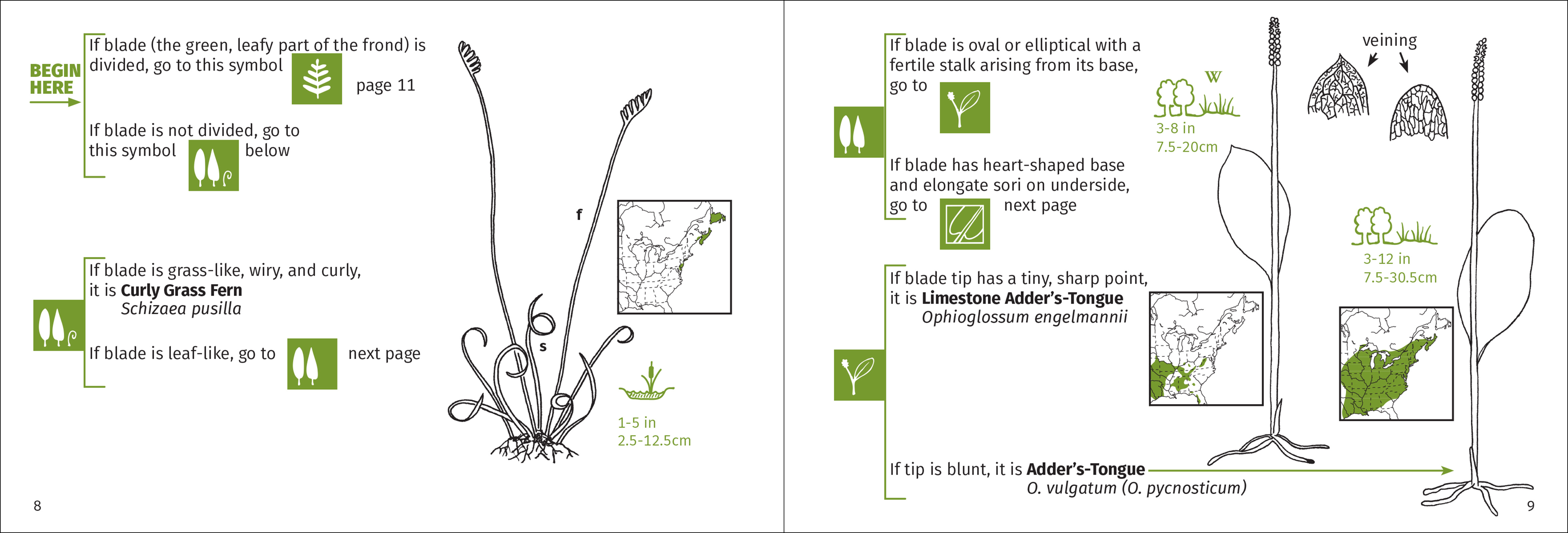 Fern Finder