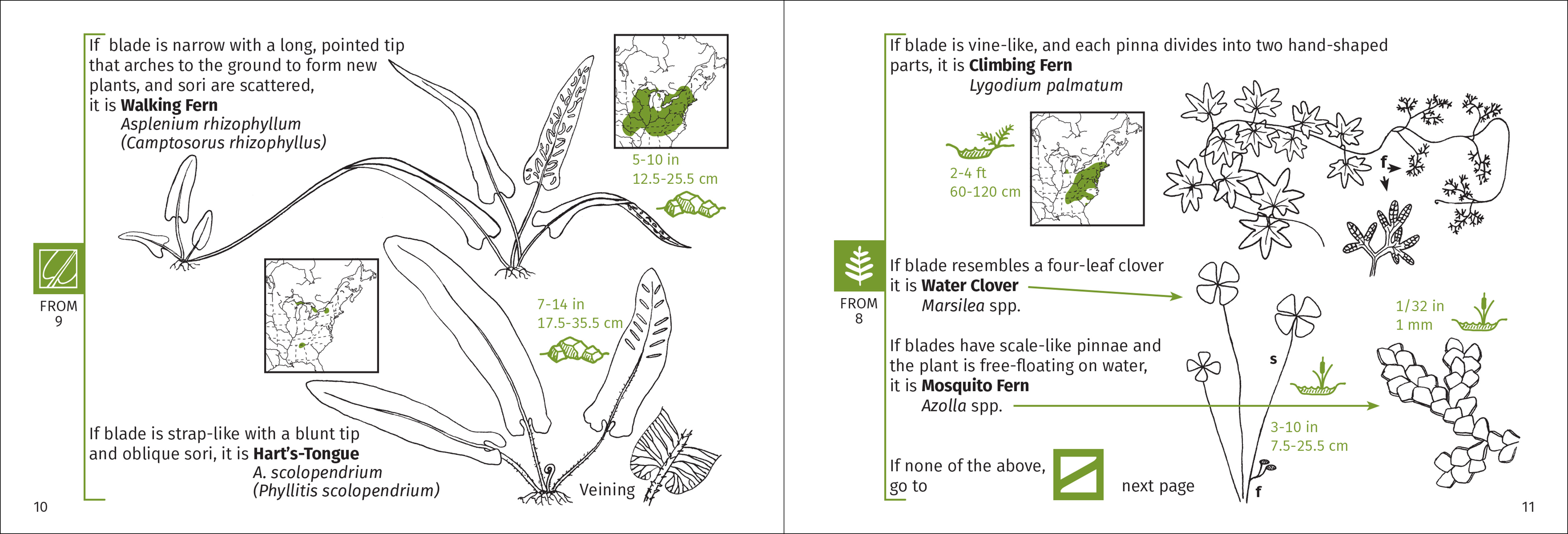 Fern Finder