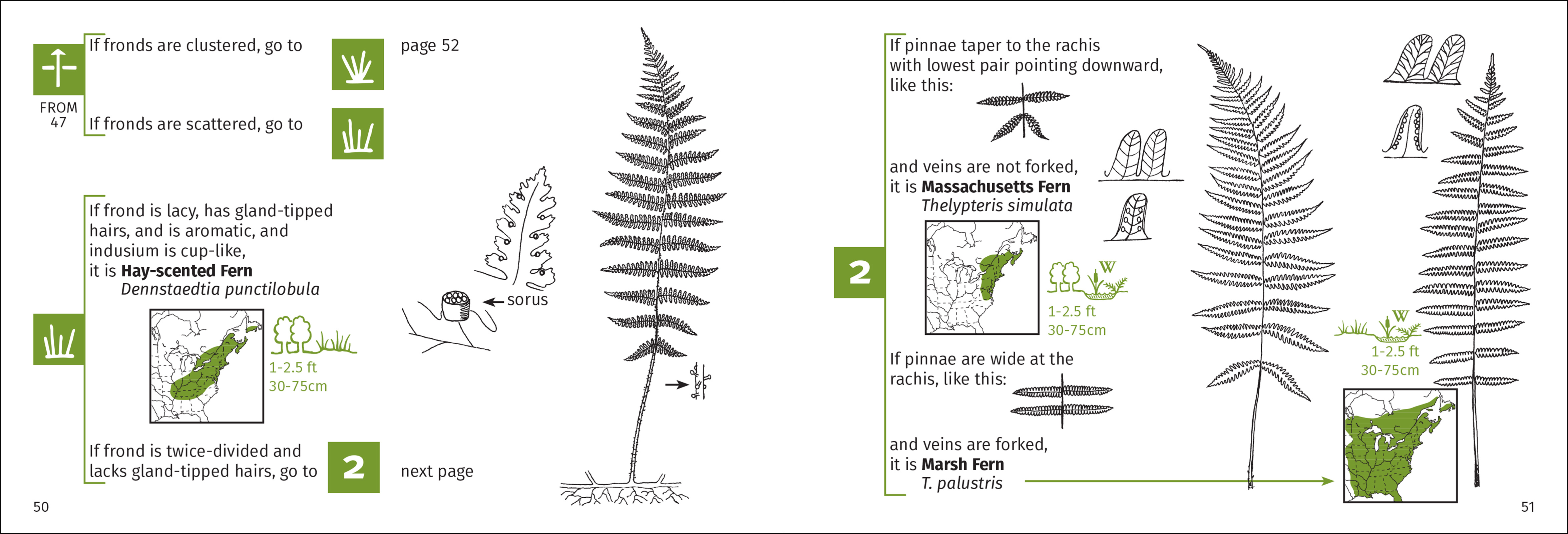 Fern Finder