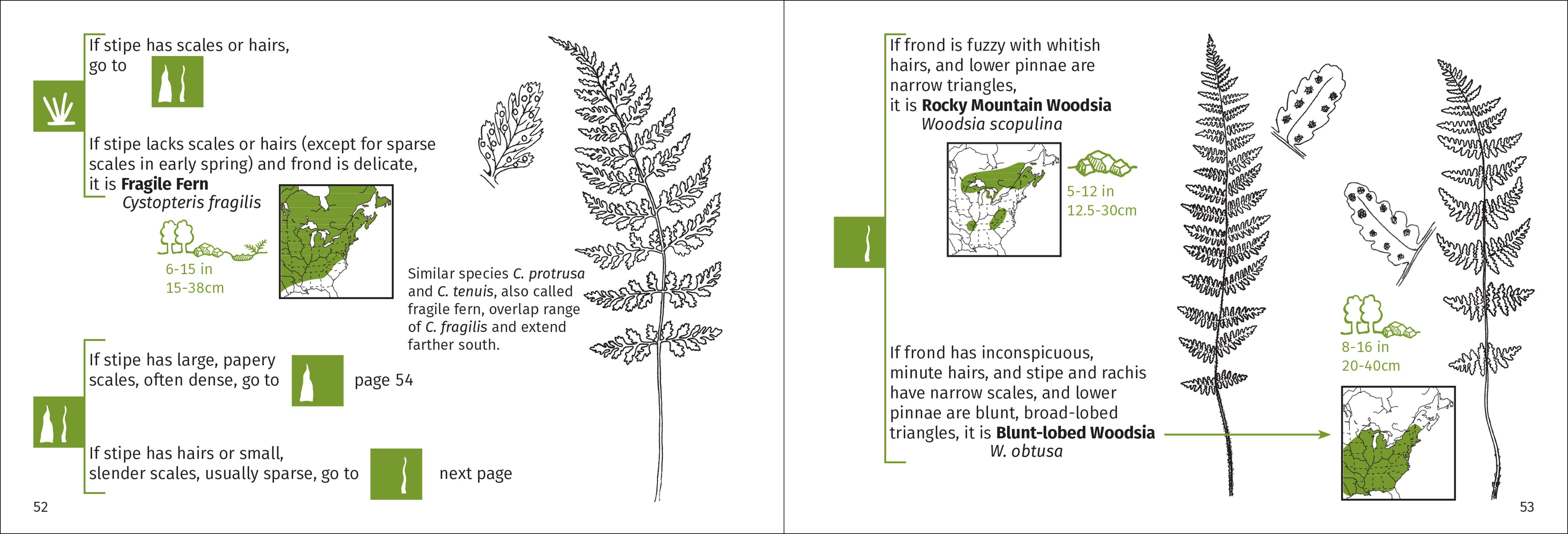 Fern Finder