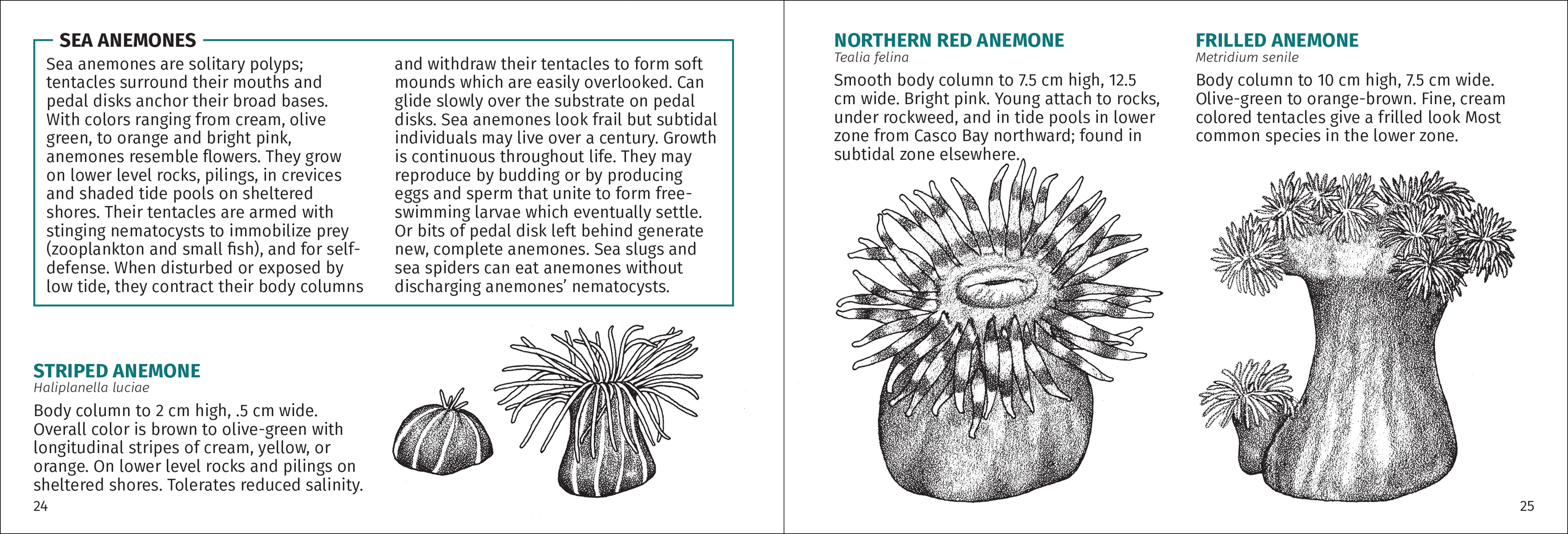Life on Intertidal Rocks