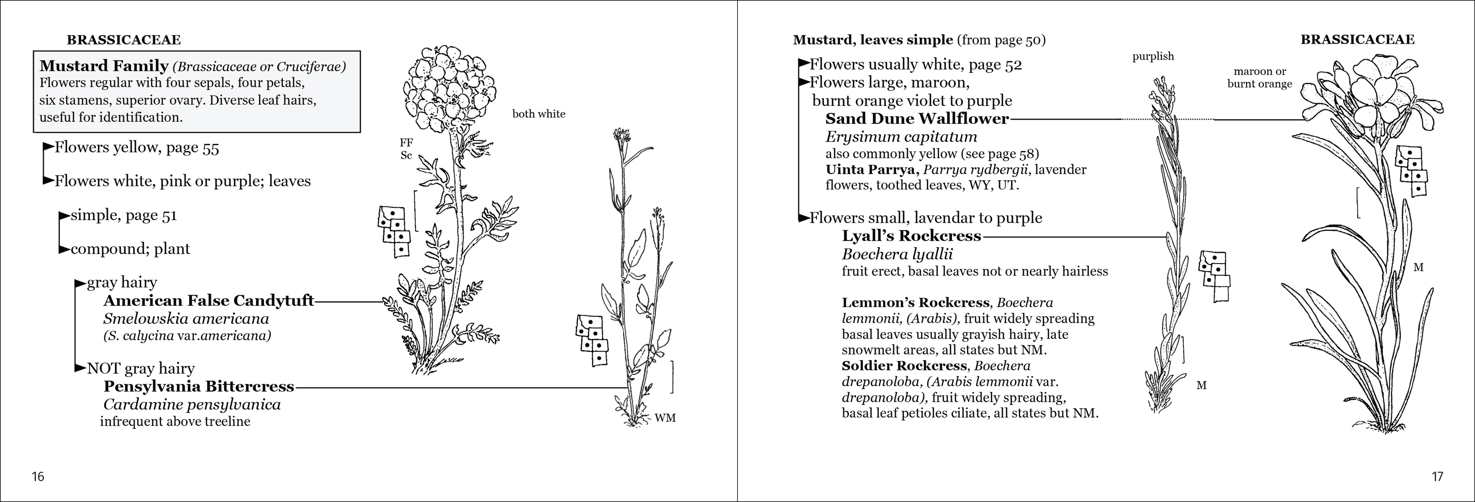 Alpine Flower Finder