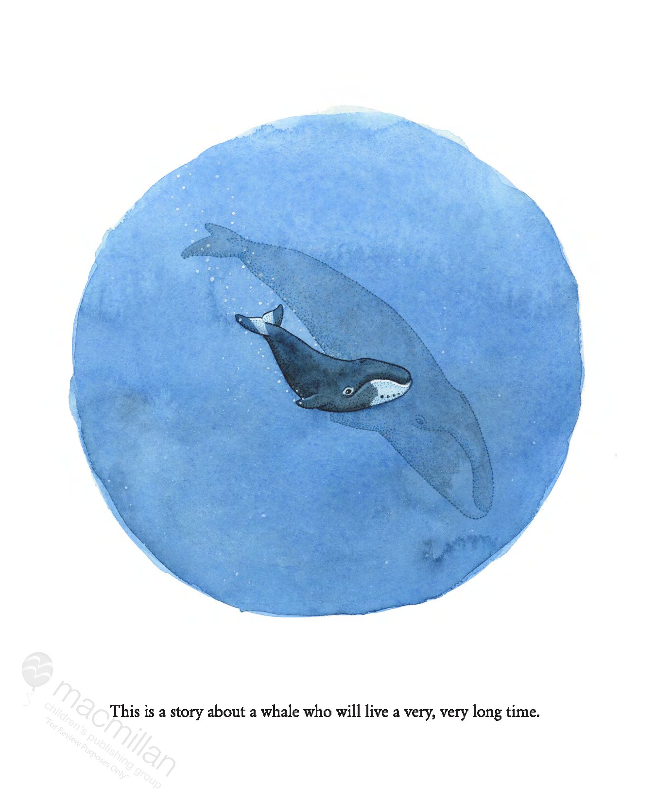 The Whale Who Swam Through Time