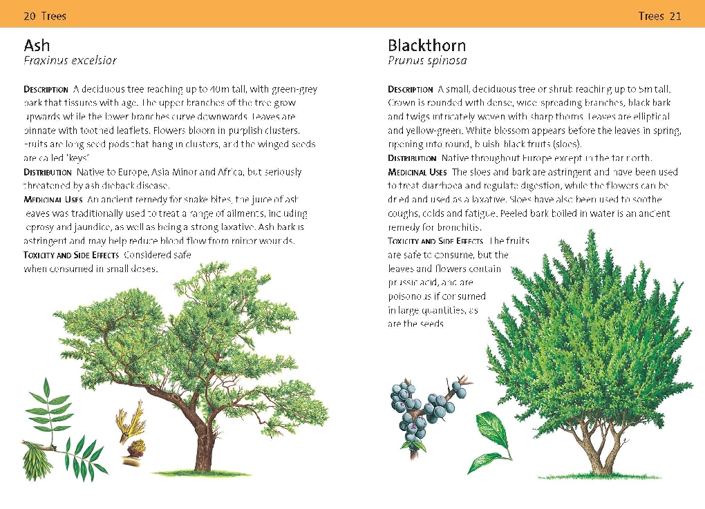 Concise Medicinal Plants Guide