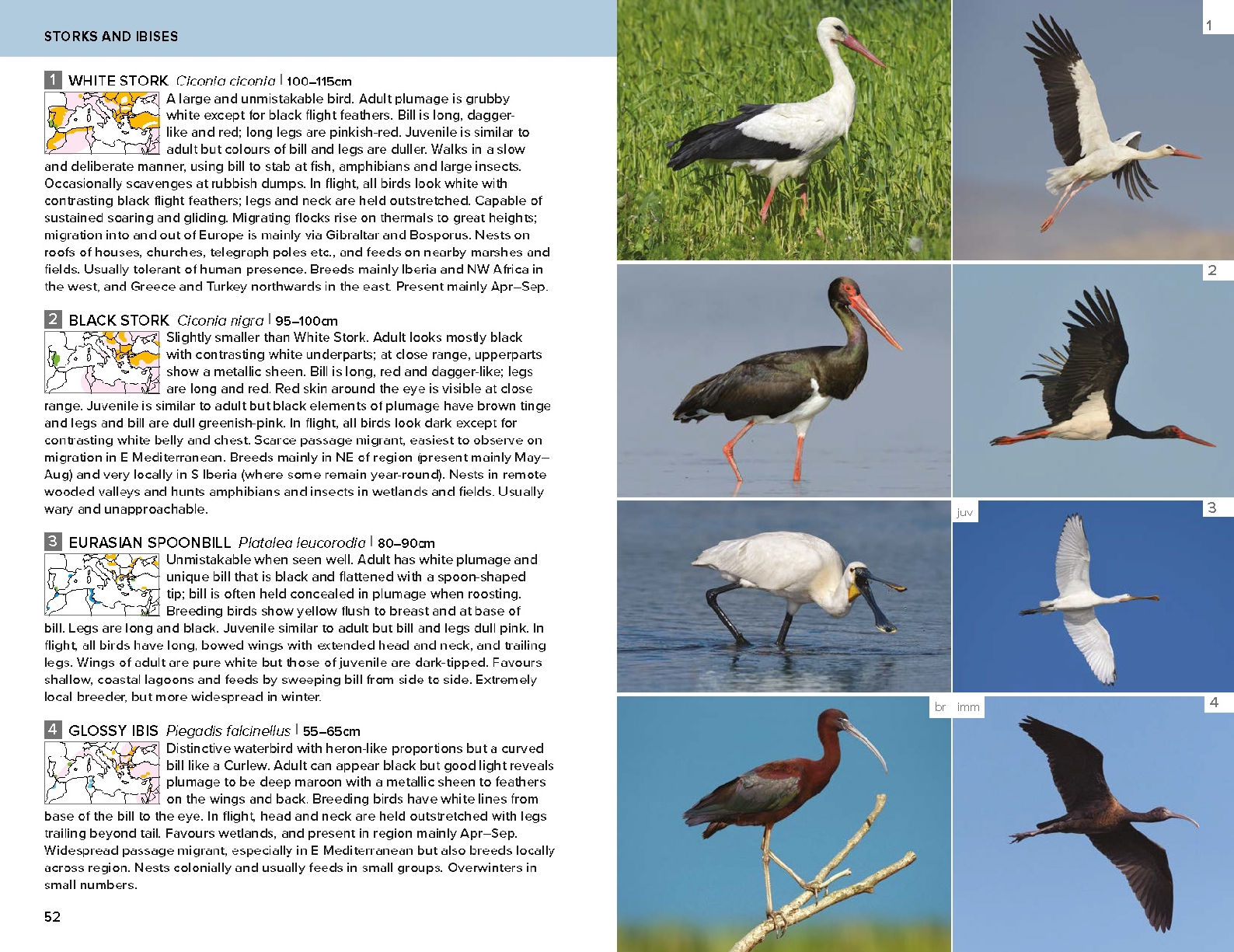 Birds of the Mediterranean: A Photographic Guide