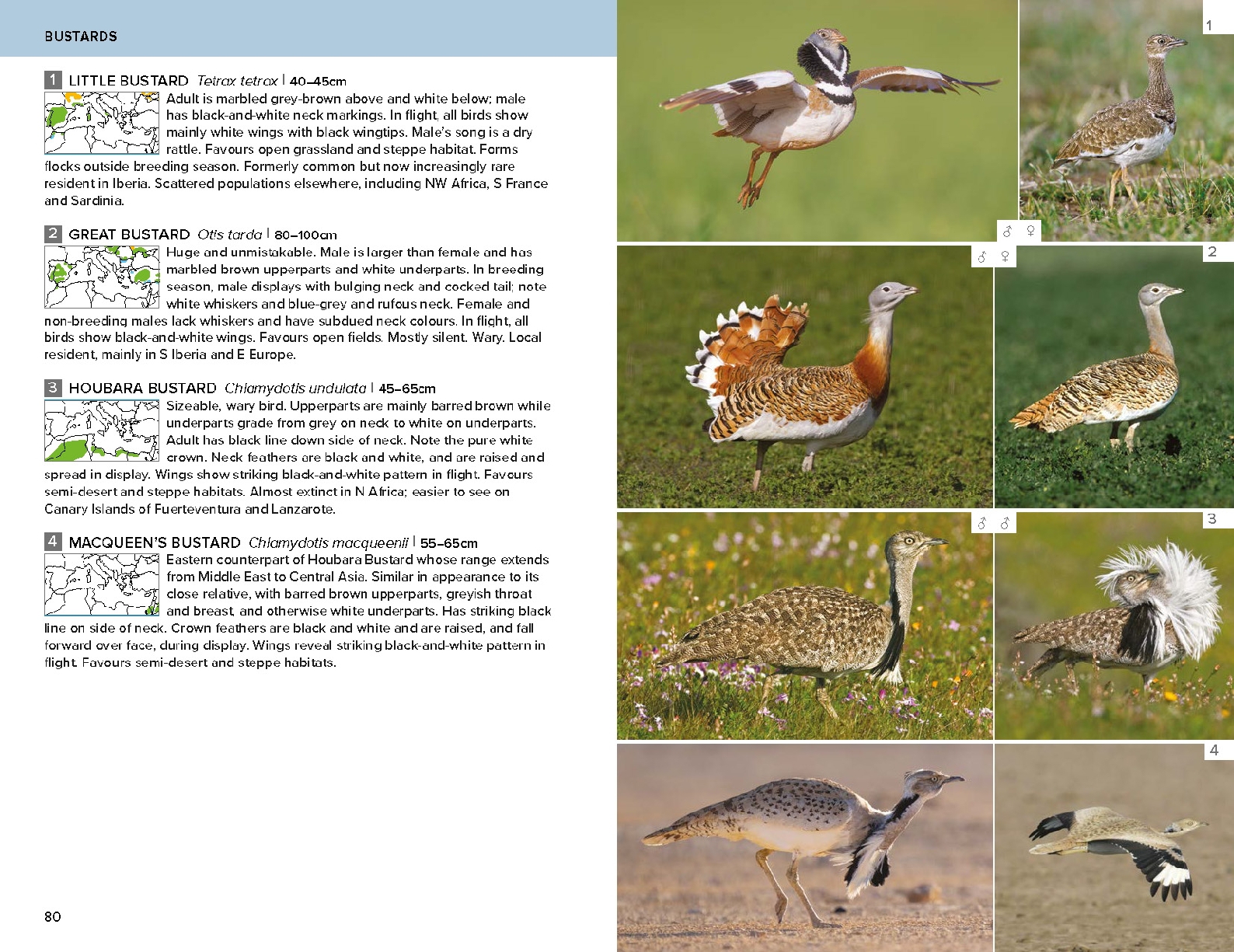 Birds of the Mediterranean: A Photographic Guide