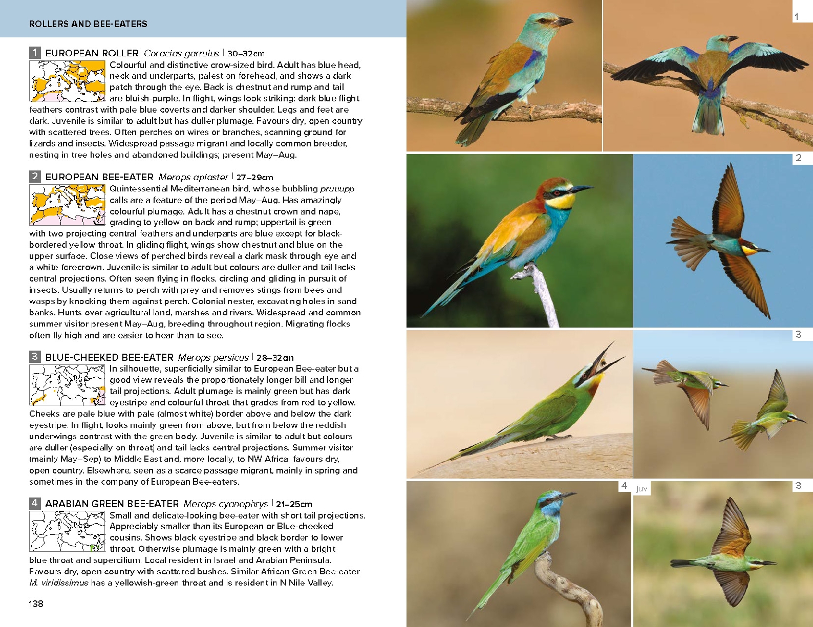 Birds of the Mediterranean: A Photographic Guide