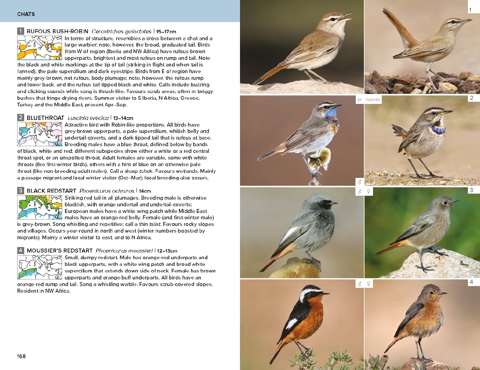 Birds of the Mediterranean: A Photographic Guide