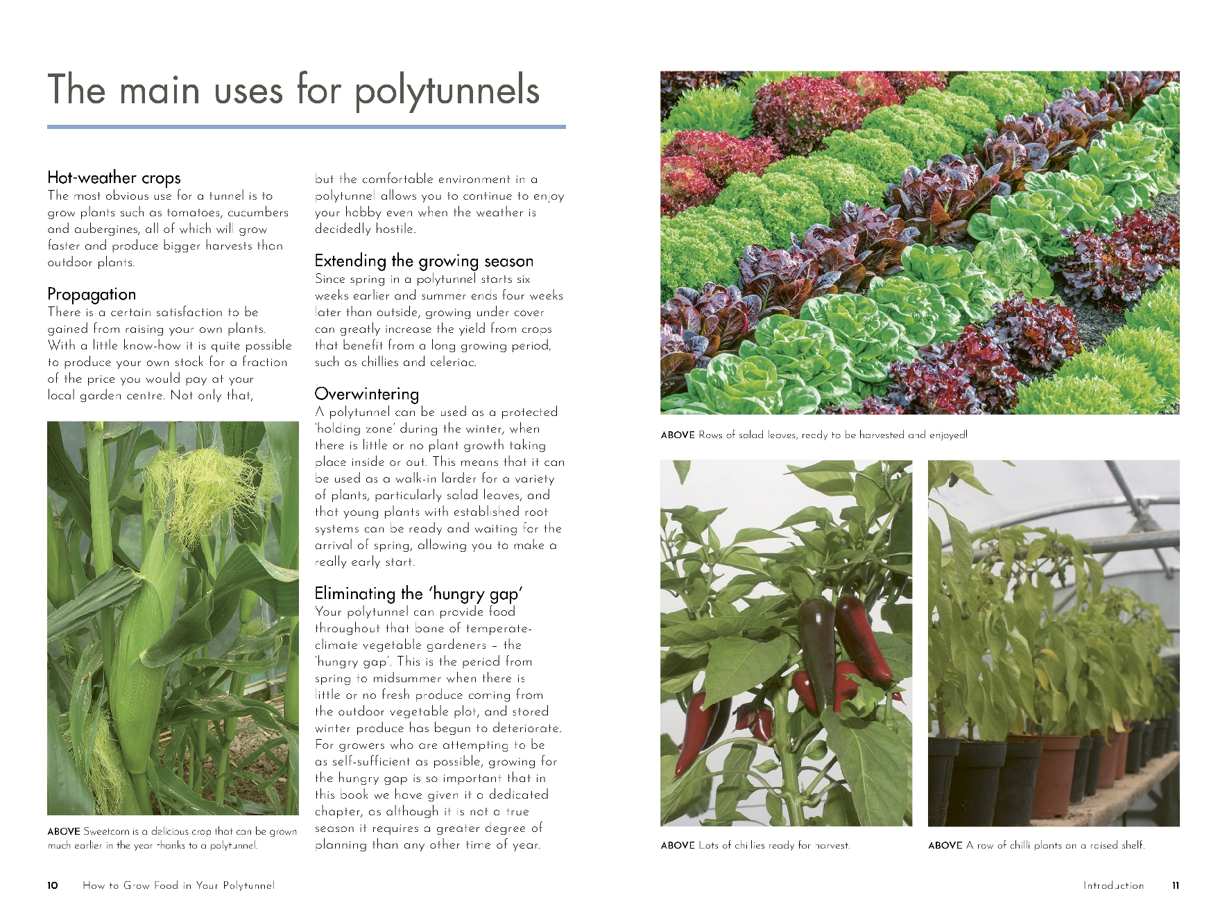 How to Grow Food in Your Polytunnel