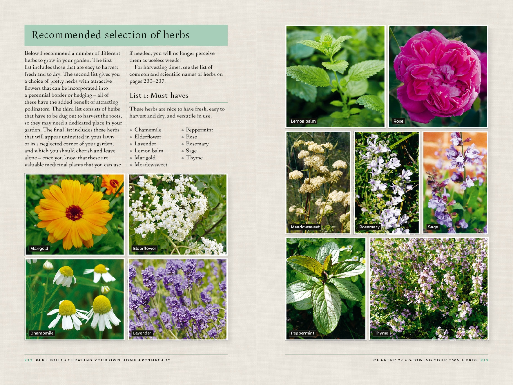 The Botanical Wellness Guide