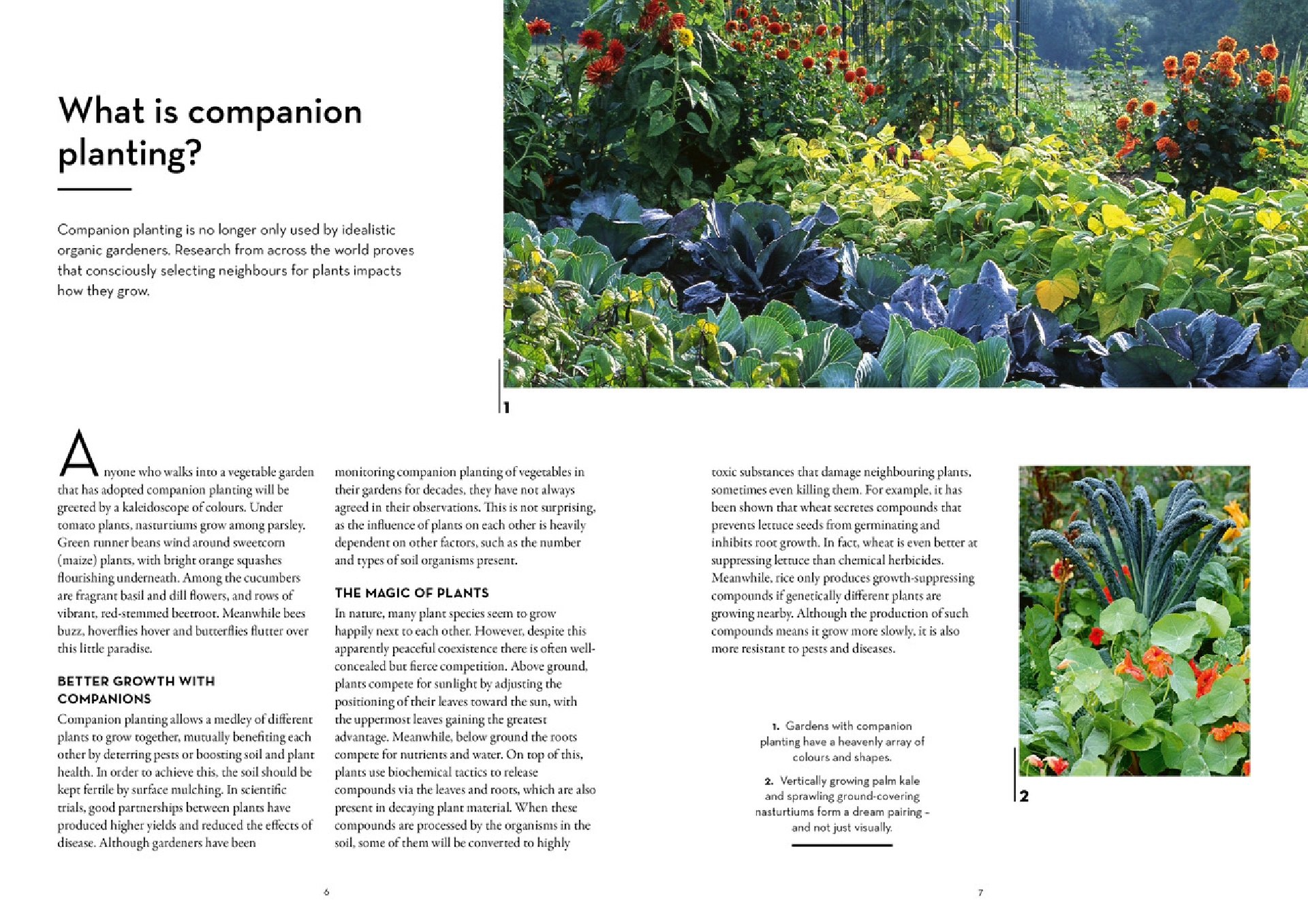 Companion Planting