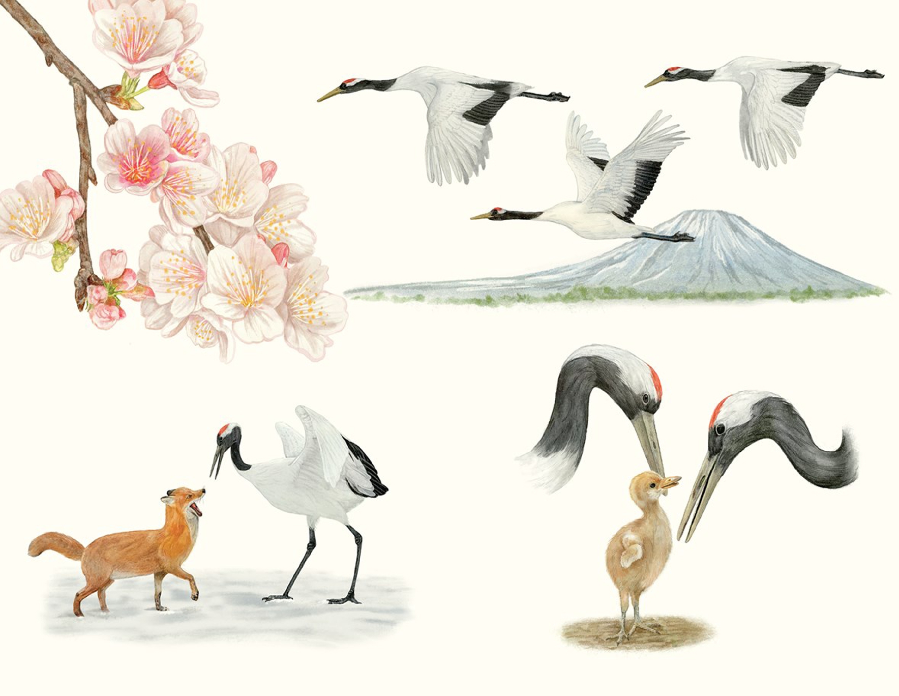 Around the World in 80 Birds