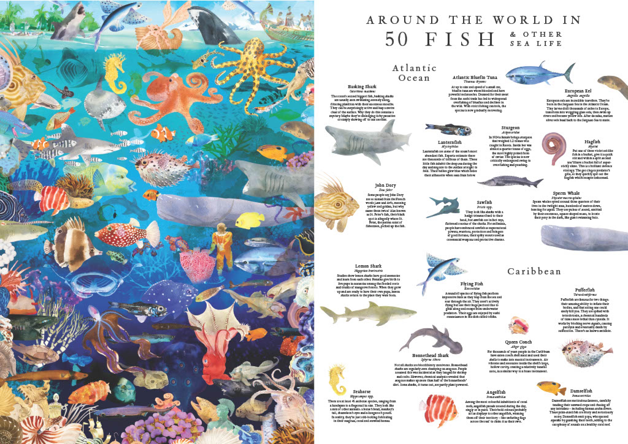 Around the World in 50 Fish 1000 Piece Puzzle