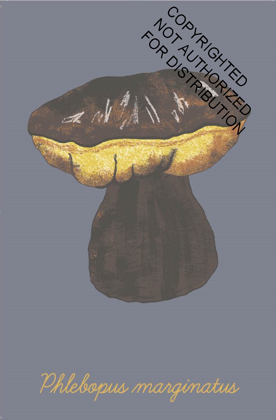 The Mushroom Compendium
