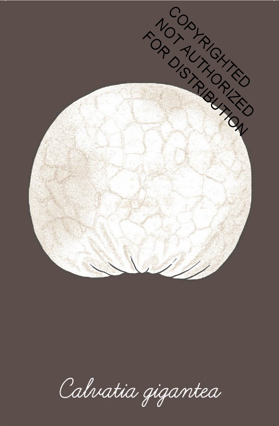 The Mushroom Compendium