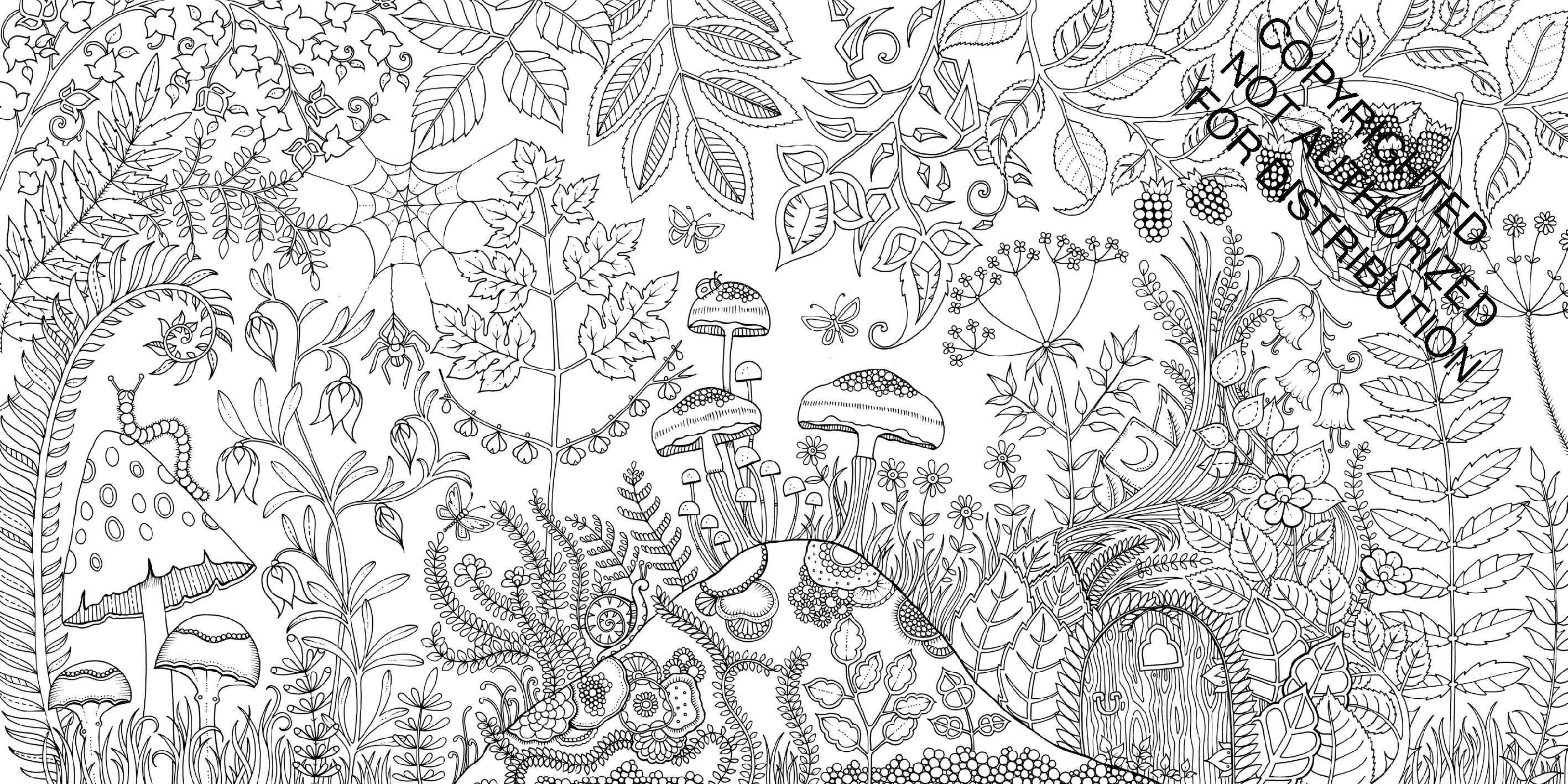 Enchanted Forest