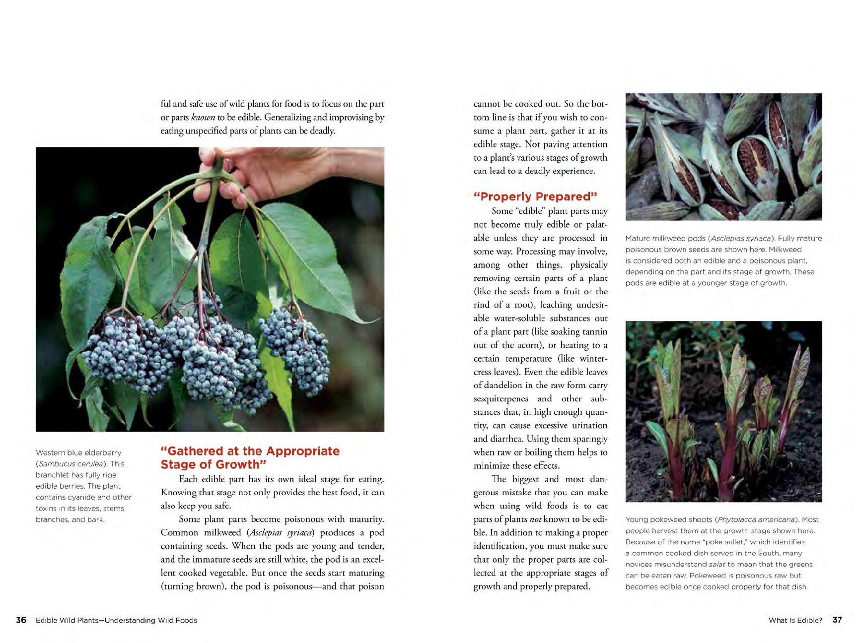 Edible Wild Plants