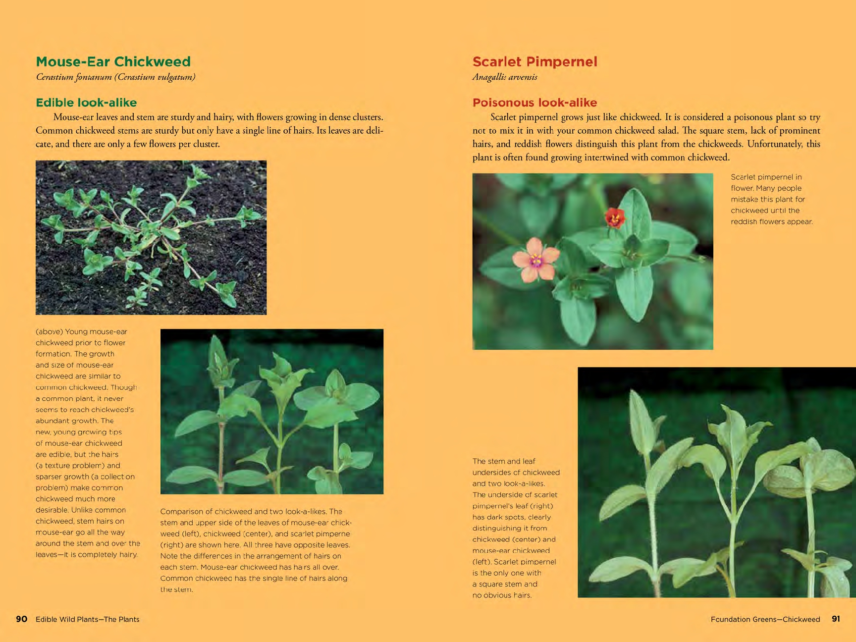 Edible Wild Plants