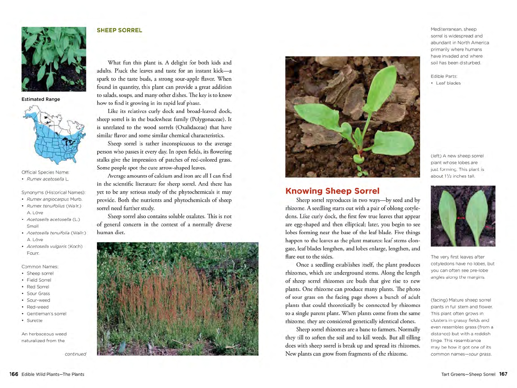 Edible Wild Plants