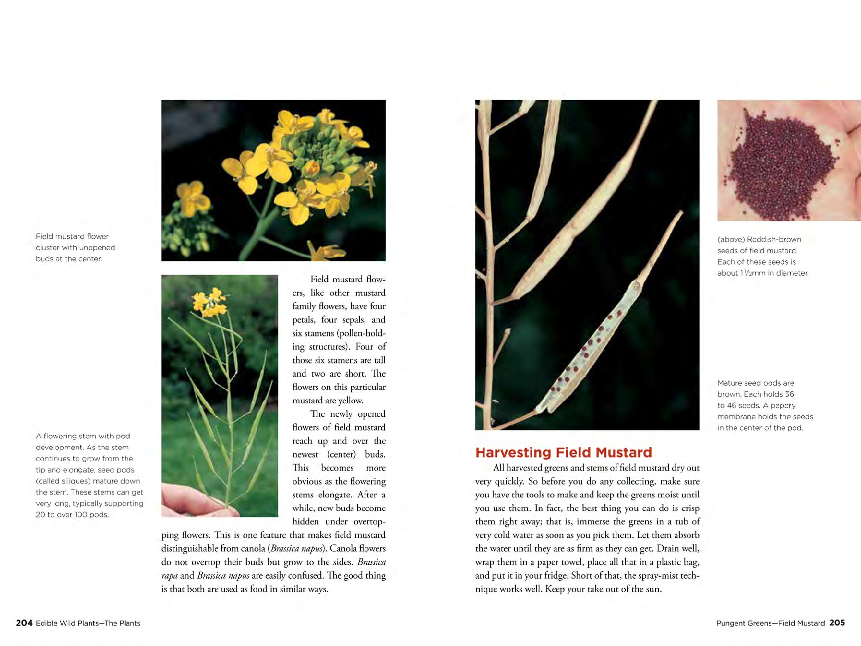 Edible Wild Plants