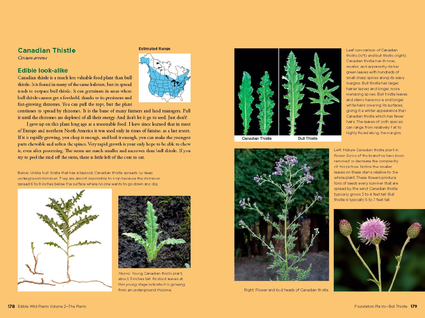 Edible Wild Plants, Volume 2