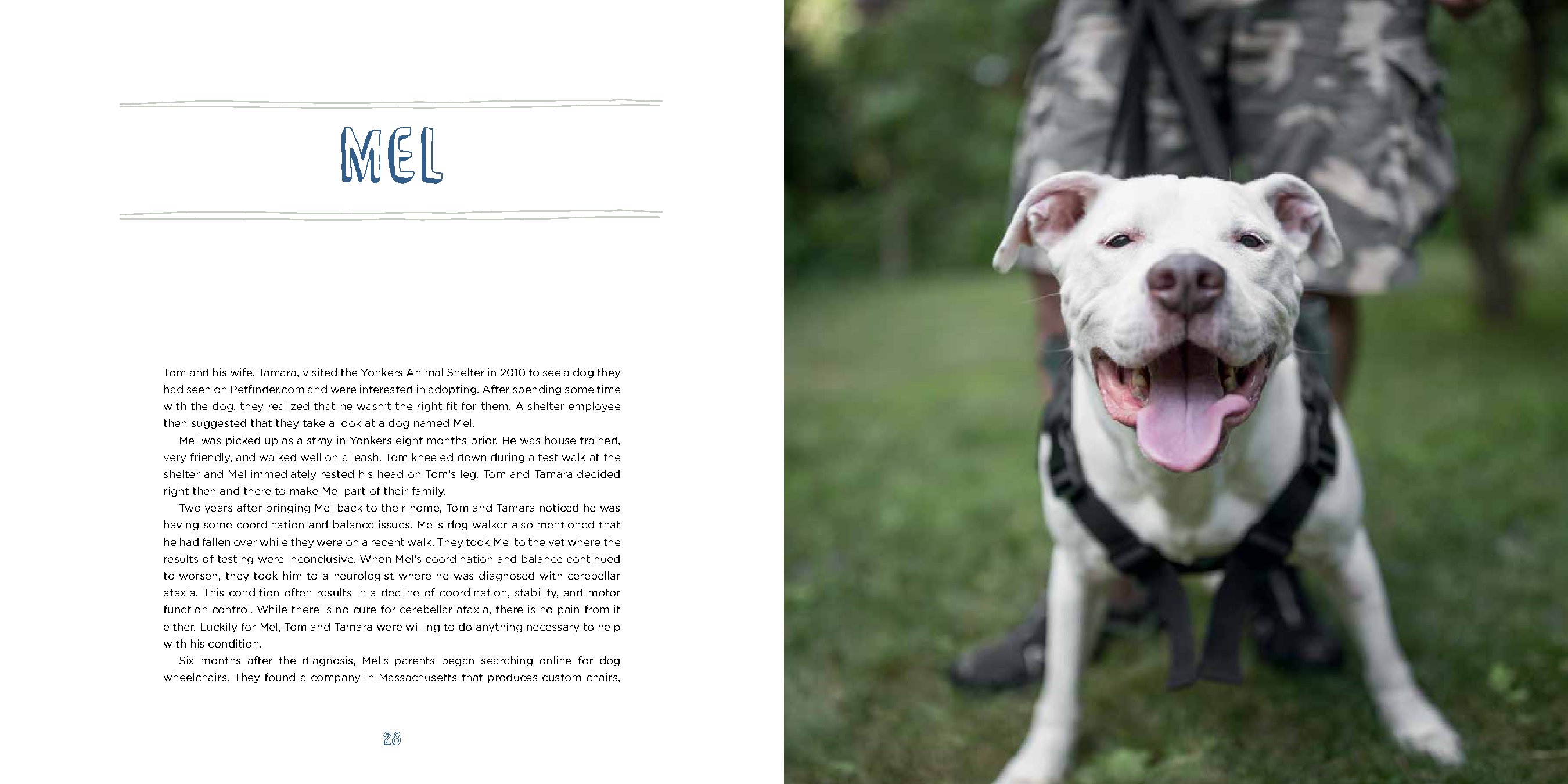 Pit Bull Heroes