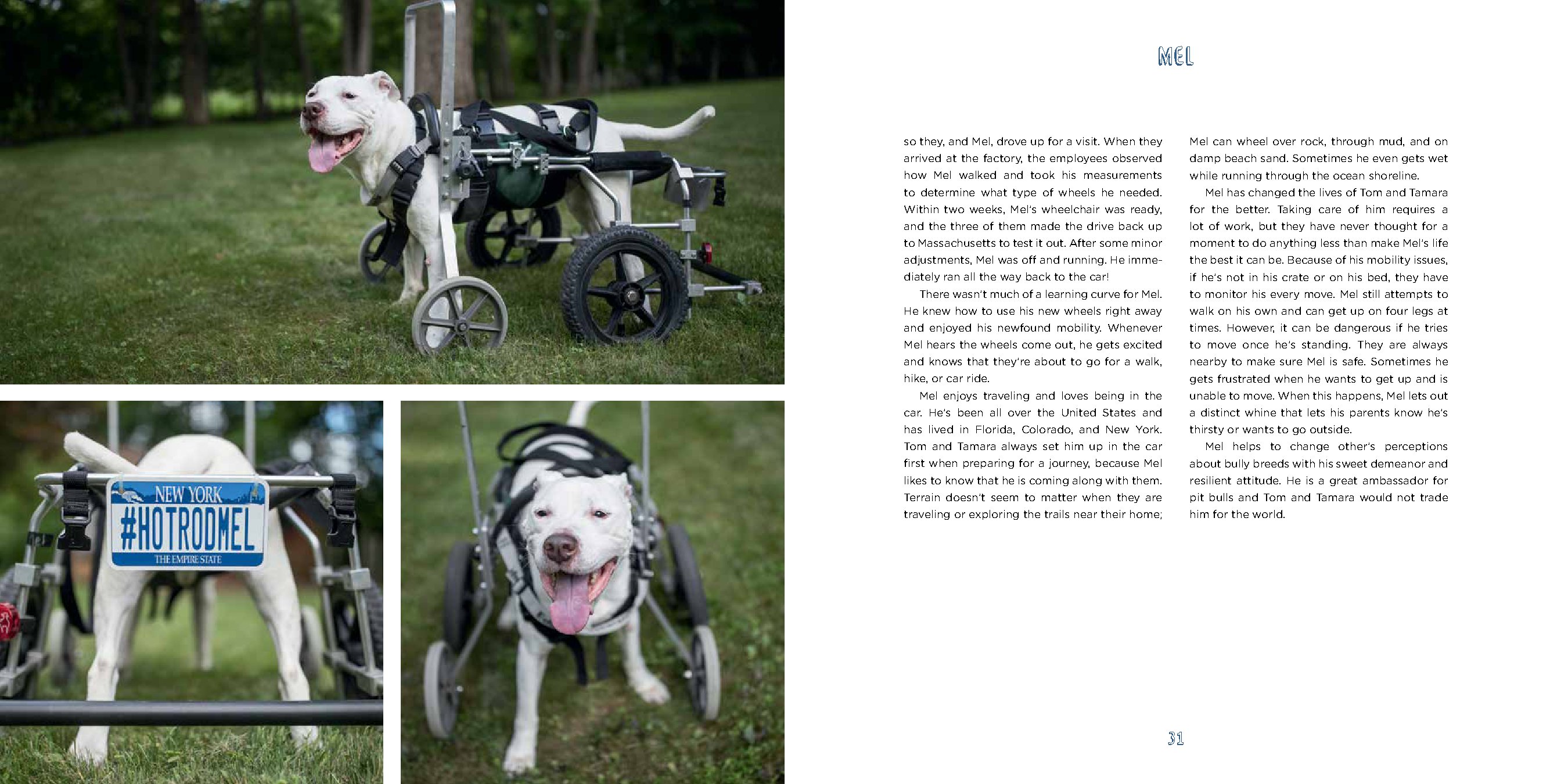 Pit Bull Heroes
