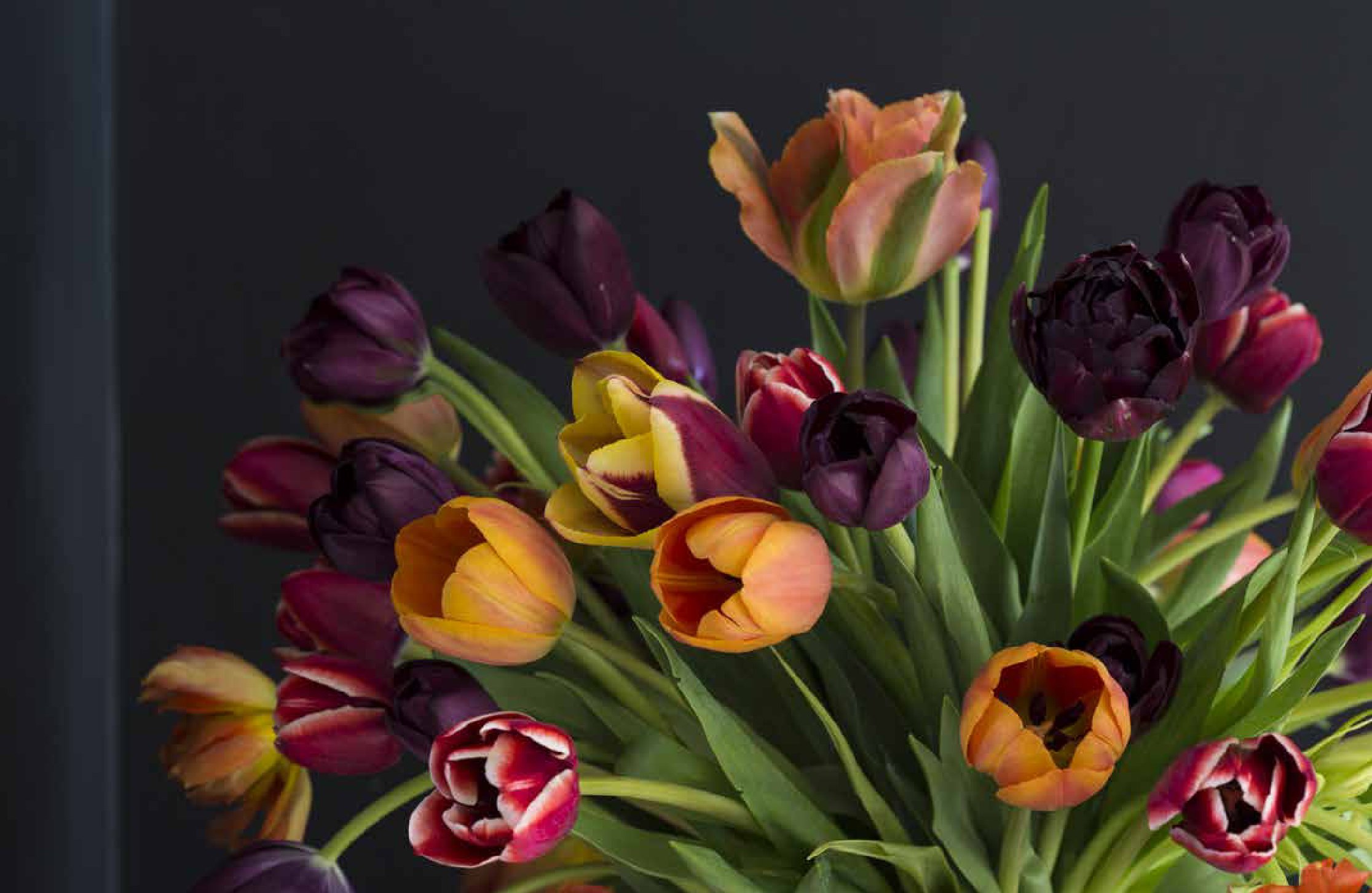 Tulips