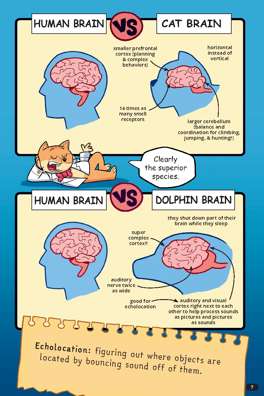 Professor Thomas Cat's Guide to Understanding the Human Brain
