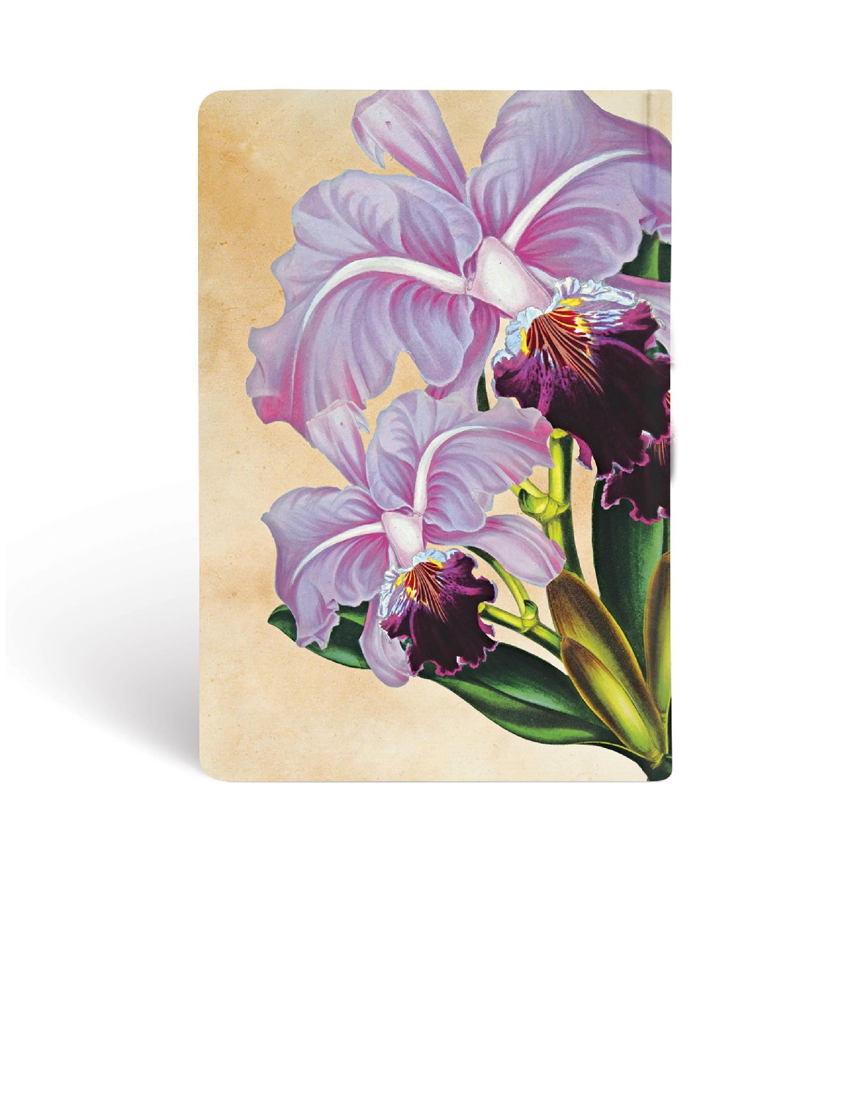 Brazilian Orchid, Painted Botanicals, Hardcover, Mini, Lined, Elastic Band Closure, 176 Pg, 85 GSM