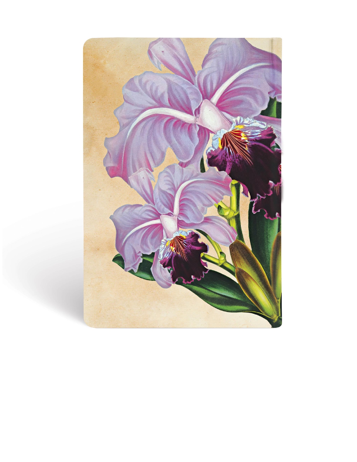 Brazilian Orchid Mini Lined Hardcover Journal, 176pg, 85GSM by Paperblanks (Painted Botanicals)