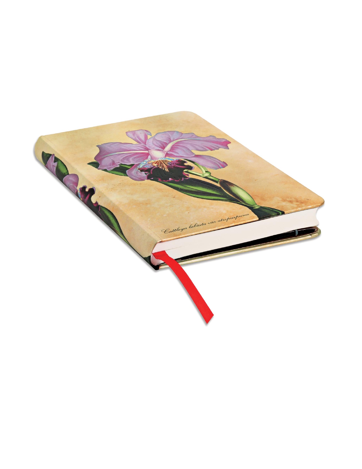 Brazilian Orchid, Painted Botanicals, Hardcover, Mini, Lined, Elastic Band Closure, 176 Pg, 85 GSM