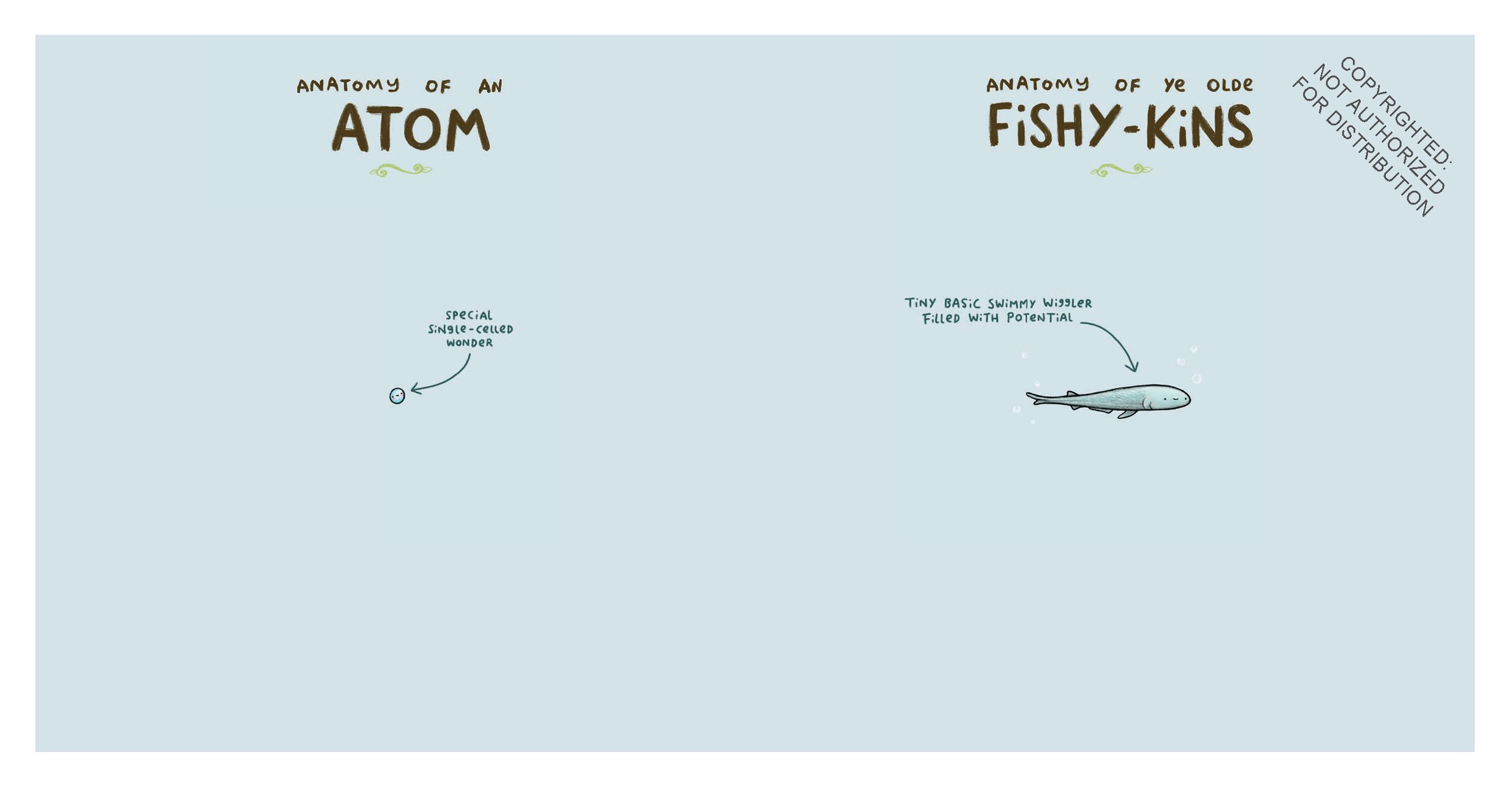 Animal Anatomy