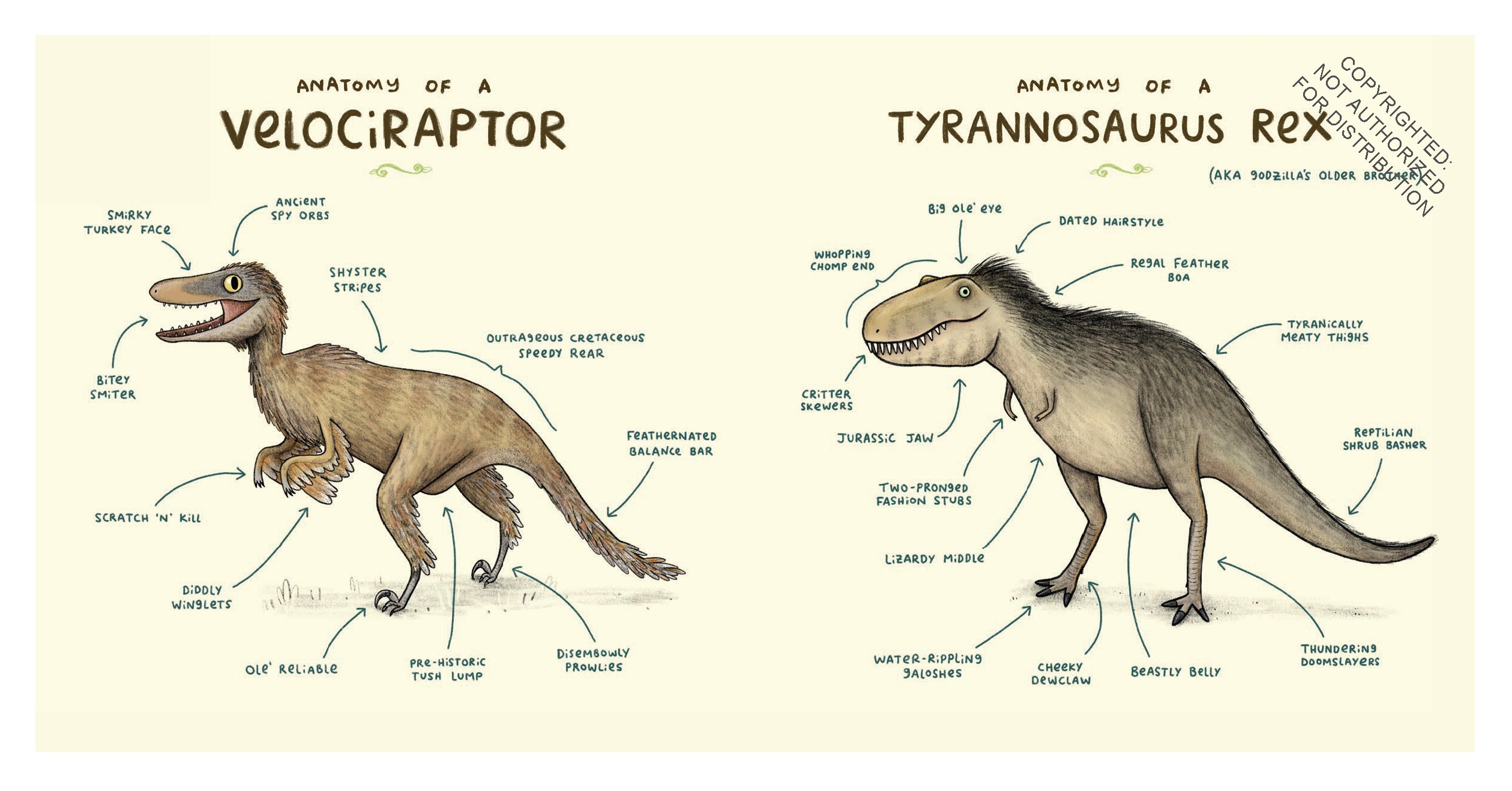 Animal Anatomy