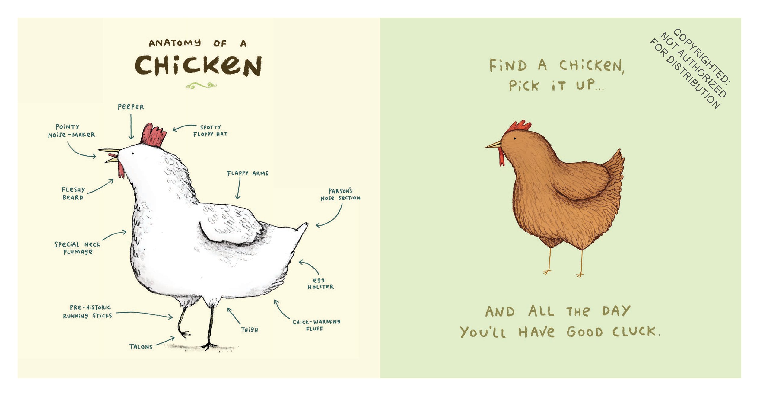Animal Anatomy