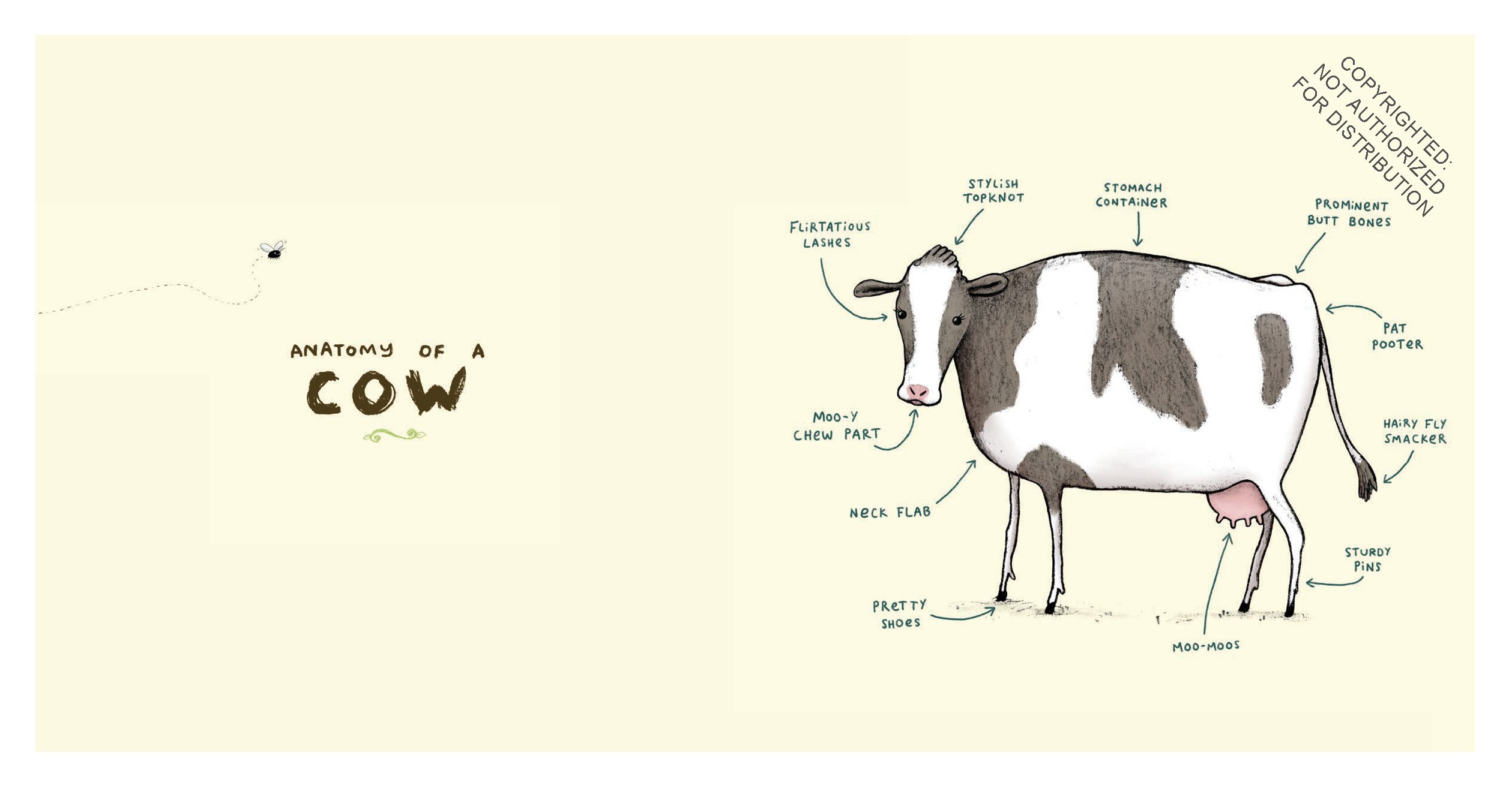 Animal Anatomy