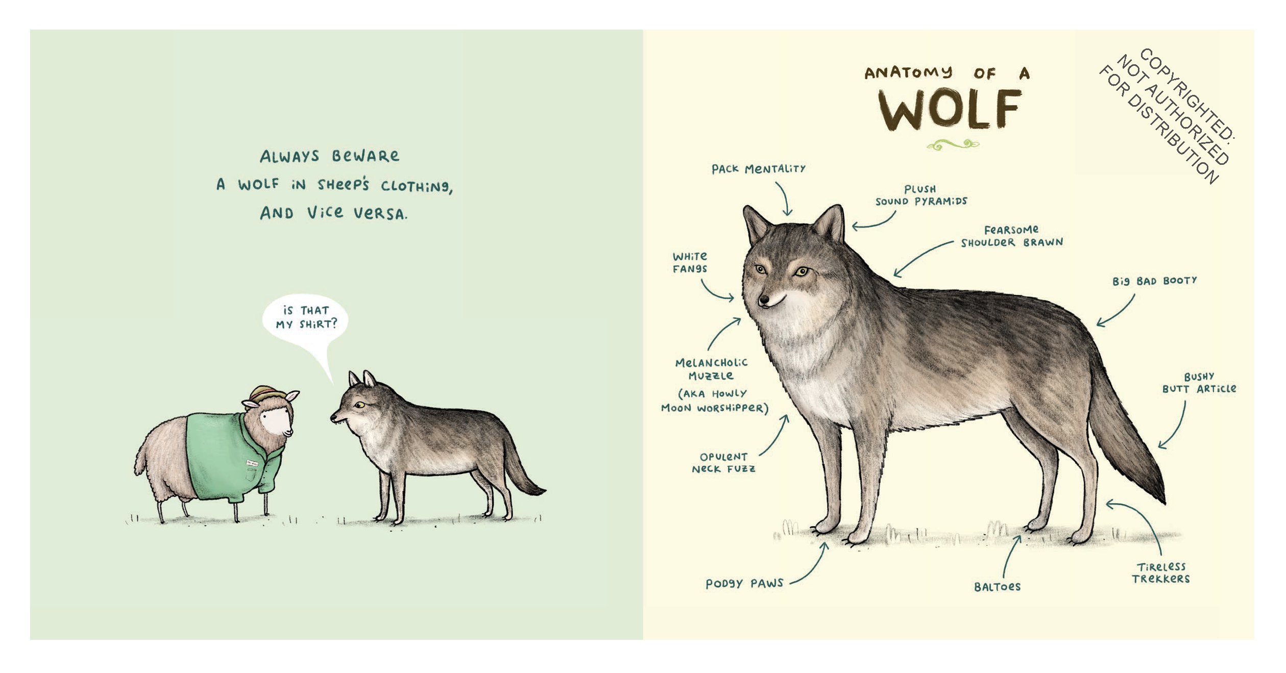 Animal Anatomy
